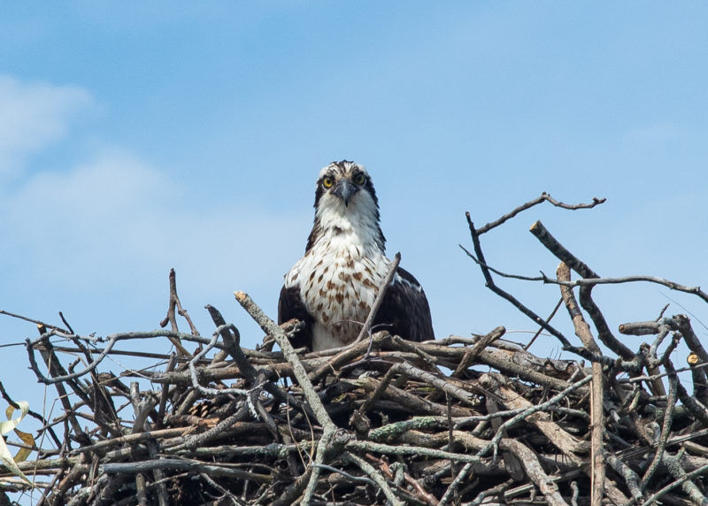 Chesapeake Bay ospreys face starvation crisis